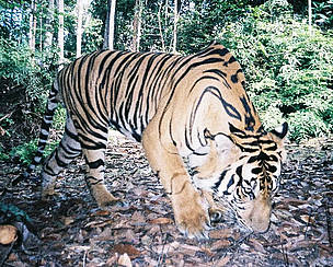 Sumatran tiger photographed by a camera trap in a remote part of the Sumatran jungle
© WWF Sumatran tiger photographed by a camera trap in a remote part of the Sumatran jungle
© WWF