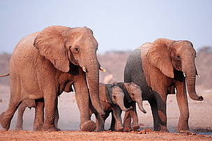 African elephant <i>Loxodonta africana</i> © WWF / Martin HARVEY African elephant Loxodonta africana