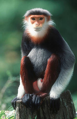 The beautiful red-shanked douc langur is only found in north and central Vietnam and Laos. Its ...
© WWF / Martin HARVEY
© WWF / Martin HARVEY
