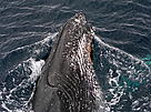 Whale