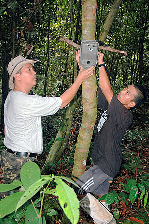 WWF staff set up the camera trap in the Bornean jungle of Sabah. This camera trap took the first ...
© WWF-Malaysia/Raymond Alfred WWF staff set up the camera trap in the Bornean jungle of Sabah. This camera trap took the first ...
© WWF-Malaysia/Raymond Alfred