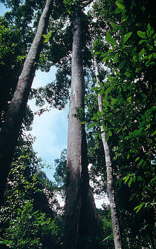 Large Dipterocarpaceae tree, a popular timber species. Segama Forest Reserve, Sabah (Borneo), ...
© WWF/Sylvia Jane Yorath
© WWF/Sylvia Jane Yorath