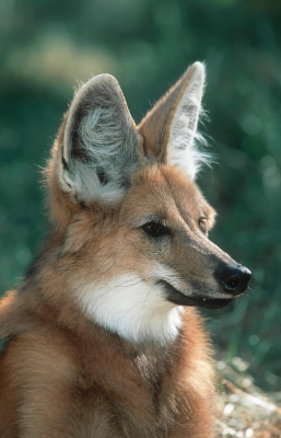 Maned Wolf (Chrysocyon brachyurus)
© WWF / Martin HARVEY
© WWF / Martin HARVEY