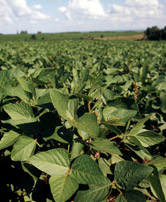 Soya or soy beans (Glycine soja) plantation, Paraná, Brazil
© WWF / Michel GUNTHER
© WWF / Michel GUNTHER
