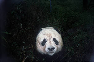 A curious panda is snapped by an infrared camera trap.
© WWF A curious panda is snapped by an infrared camera trap.
© WWF