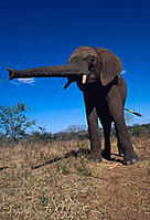The African elephant (Loxodonta africana) is the world's largest land mammal.