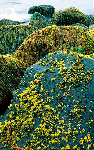 Algae on rocky shore St. Paul Island, Pribilof Islands, Alaska © WWF / Kevin Schafer Algae on rocky shore St. Paul Island, Pribilof Islands, Alaska
