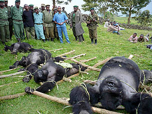 July 2007: one silverback male and three female mountain gorillas were killed in the Virunga ...
© Altor IGCP Goma 4 dead gorillas laid out on the ground
© Altor IGCP Goma