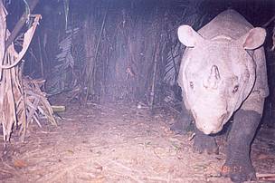 Javan rhino
© WWF Javan rhino
© WWF