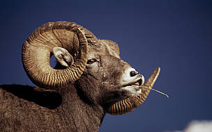 Bighorn sheep are found throughout the Chihuahuan Desert.
© Ronald PETOCZ / WWF
© Ronald PETOCZ / WWF