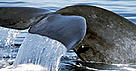 The largest animal on the planet, the blue whale is listed as a threatened species.