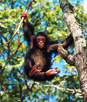 Chimpanzee (Pan troglodytes), Chimfunshi Chimpanzee Orphanage, Zambia.
© Martin Harvey / WWF
© Martin Harvey / WWF