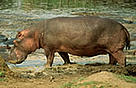 Hippopotamus amphibius
in Virunga National Park, Democratic Republic of Congo.