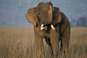 Asian elephant, Chitwan National Park, Nepal © WWF / Christy Williams Asian elephant, Chitwan National Park, Nepal