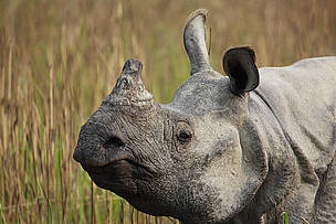 The greater one-horned rhino (Rhinoceros unicornis) is a conservation success story. With WWF's help the species has been saved from extinction. However, the species still faces the ever-present threat of poaching for its horn. © WWF / Christy Williams The greater one-horned rhino (Rhinoceros unicornis) is conservation success story. With WWF's help the species has been brought back from extinction; however the species still faces the ever-present threat of poaching for its horn.