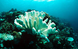 Coral bleaching due to temperature rise, Indo-Pacific Ocean.
© WWF / Jürgen FREUND Coral bleaching due to temperature rise, Indo-Pacific Ocean.
© WWF / Jürgen FREUND