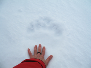 A polar bear's pawprint in the snow relative to a human hand.
© Julia Langer / WWF A polar bear's pawprint in the snow relative to a human hand.
© Julia Langer / WWF