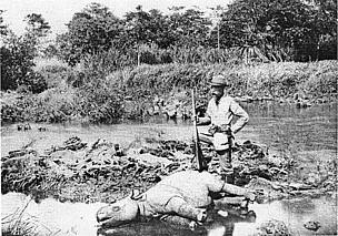 A photo of a dead, young Javan Rhino in Indonesia. Poaching remains a threat to the species, which is probably the rarest large mammal on earth. © Charles te Mechelen A photo of a young but dead Javan Rhinoceros in Ujung Kulon, Indonesia. Once the most widespread of Asian rhinoceroses, the Javan Rhinoceros ranged from the islands of Indonesia, throughout Southeast Asia, and into India and China. The species is now critically endangered, with only two known populations in the wild, and none in zoos. It is possibly the rarest large mammal on earth.