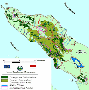 Distribution of Sumatran orangutan, Sumatra, Indonesia. Map created by Ian Singleton with Riswan and Rachmadi A. Dadi. Source: Singleton, I., S. Wich, S. Husson, S. Stephens, S. Utami Atmoko, M. Leighton, N. Rosen, K. Traylor-Holzer, R. Lacy and O. Byers (eds.). 2004. Orangutan Population and Habitat Viability Assessment: Final Report. IUCN/SSC Conservation Breeding Specialist Group. © Ian Singleton with Riswan and Rachmadi A. Dadi. Distribution of Sumatran orangutan, Sumatra, Indonesia. Map created by Ian Singleton with Riswan and Rachmadi A. Dadi. Source: Singleton, I., S. Wich, S. Husson, S. Stephens, S. Utami Atmoko, M. Leighton, N. Rosen, K. Traylor-Holzer, R. Lacy and O. Byers (eds.). 2004. Orangutan Population and Habitat Viability Assessment: Final Report. IUCN/SSC Conservation Breeding Specialist Group.