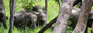Wild Asian elephants in the dry forests of Cambodia. © WWF Greater Mekong Wild Asian elephants in the dry forests of Cambodia.