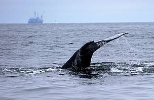 Western gray whale feeds near oil platform off Sakhalin Island.
© Vladimir Potansky / WWF-Russia
© Vladimir Potansky / WWF-Russia