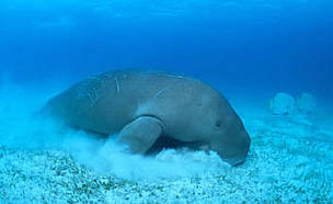 Yellow Sea is home to a number of threatened species, including the dugong. © WWF / Jürgen Freund A dugong grazing on sea grass. Indo-Pacific Ocean.