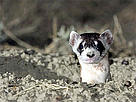Black-footed ferret poking out of its den.