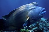 Humphead (or Napoleon, or Maori ) wrasse. © WWF / Darren Jew Humphead (or Napoleon, or Maori ) wrasse.