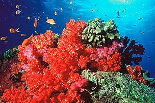 Fiji and other Pacific nations are famous for their spectacularly rich and vibrant coral reefs, ...
© WWF / Cat Holloway
© WWF / Cat Holloway
