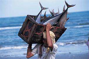 Fisherman with tuna catch. Philippines © Jurgen Freund / WWF-CANON Fisherman with tuna catch. Philippines