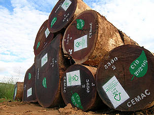 FSC-certified logs. Pokola, Republic of the Congo.
© Jacob Sterling / WWF-Denmark
© Jacob Sterling / WWF-Denmark