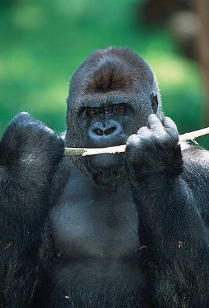 Western Lowland Gorilla (Gorilla gorilla gorilla), silverback male. Stem-peeling is a favourite ...
© Martin HARVEY / WWF
© Martin HARVEY / WWF
