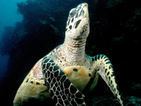 Hawksbills are one of several marine turtles found throughout the Pacific Southwest. © WWF / Cat Holloway Hawksbill turtle populations in the Caribbean are on the decline.