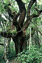 Andringitra National Park, Madagascar.