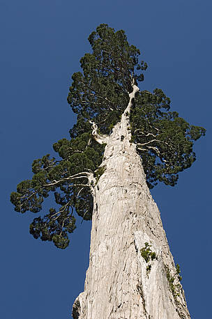 Alerce tree, the largest tree species in South America. Alerce Andino National Park, Chile. © Kevin SCHAFER / WWF Alerce tree, the largest tree species in South America. Alerce Andino National Park, Chile.