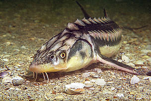 Russian sturgeon. Black Sea, Ukraine. © Andrey Nekrasov / WWF Russian sturgeon, Black Sea, Ukraine.