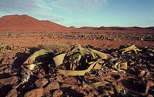 The Namib Desert's <i>Welwitschia mirabilis</i> plant can live for over 1,000 years. © Frederick J. Weyerhaeuser / WWF The Namib Desert's Welwitschia mirabilis plant can live for over 1,000 years.