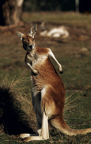 Red kangaroo (Macropus rufus); Australia
© Martin HARVEY / WWF Macropus rufus Red kangaroo Male Australia
© Martin HARVEY / WWF