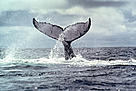 Humpback whales mate and give birth in the Bay of Málaga, Colombia.