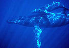 As humpback whales breed in different places at different times, it is critical that whale sanctuaries are not limited to the South Pacific.