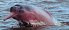 Pink river dolphin, Inia geoffrensis, Orinoco river, Colombia.