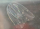 It might look harmless, but the North American comb jellyfish (Mnemiopsis leidyi) has had a devasting affect on the Black Sea.