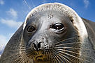 Baikal seal, Lake Baikal seal, or Nerpa (Pusa sibirica). It remains a scientific mystery how the seals originally came to Lake Baikal, as it is hundreds of kilometres from any ocean.