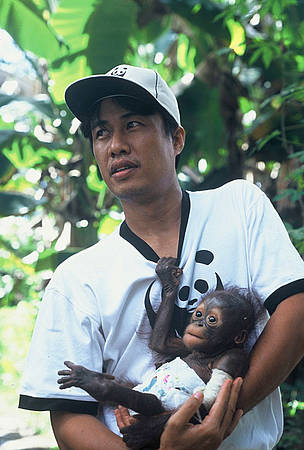 Syahir Syah of WWF-Kapuas Hulu holds Monyong, a baby orang-utan that was saved from the illegal ...
© WWF / Jikkie JONKMAN Syahir Syah of WWF-Kapuas Hulu holds Monyong, a baby orang-utan that was saved from the illegal ...
© WWF / Jikkie JONKMAN