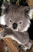 Koala (Phascolarctos cinereus), Australia.