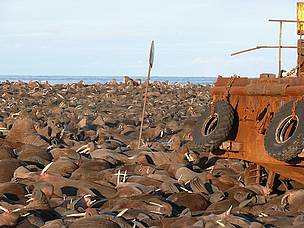 Walrus haulout. Ryrkaypiu, Chukotka, Russia.
© Tom Arnbom Walrus haulout. Ryrkaypiu, Chukotka, Russia.
© Tom Arnbom