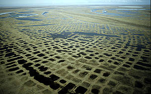 Aerial photograph of expanses of polygonal tundra in the Lena Delta Nature Reserve, Siberia, Russian Federation. © WWF / Peter Prokosch Aerial photograph of the impressive polygon tundra in the Lena Delta Nature Reserve, Siberia, Russian Federation