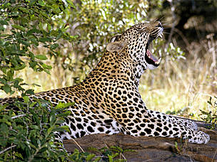 Cheetahs have retained their spots, despite living primarily in open habitats © AP Cheetahs have retained their spots, despite living primarily in open habitats