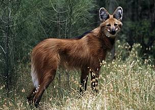 The endangered maned wolf is not really a wolf at all, but actually a large fox.
© Martin Harvey / WWF
© Martin Harvey / WWF