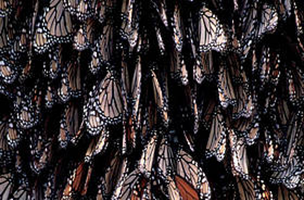 Borboleta Monarca
©
©